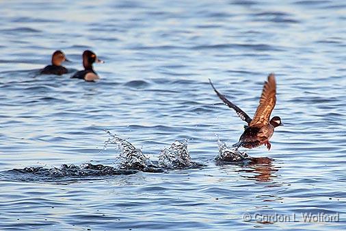 Bufflehead Taking Wing_24958.jpg - Photographed along the Rideau Canal Waterway at Kilmarnock, Ontario, Canada.